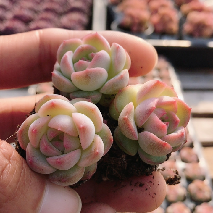 琴心  多肉植物窗台好养稀有品种名贵花卉绿植高颜值（20包邮）,鲜花速递/花卉仿真/绿植园艺,多肉植物,淘宝优惠券,粉丝福利购,淘宝优惠卷