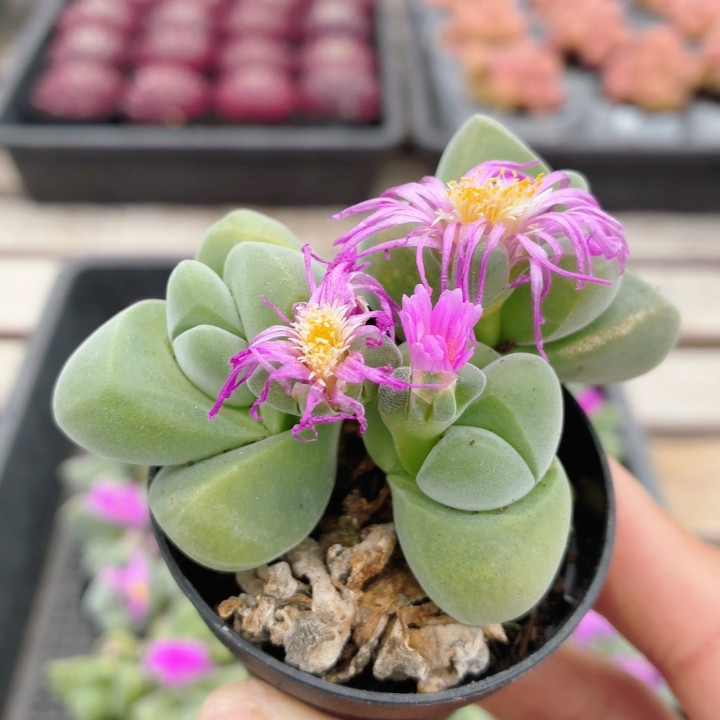 无比玉  稀有多肉植物盆栽办公室阳台新手好养高颜值花卉（20包邮,鲜花速递/花卉仿真/绿植园艺,多肉植物,淘宝优惠券,粉丝福利购,淘宝优惠卷