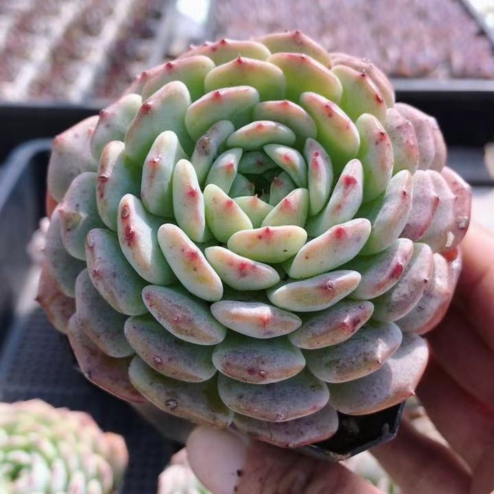 白胖子  多肉植物可爱萌肉肉好养阳台名贵小盆栽绿植（20包邮）