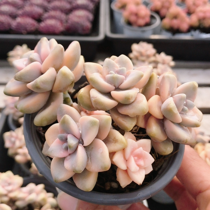 美信锦  精品多肉植物办公室内好养盆栽阳台花卉小盆栽（20包邮,鲜花速递/花卉仿真/绿植园艺,多肉植物,淘宝优惠券,粉丝福利购,淘宝优惠卷