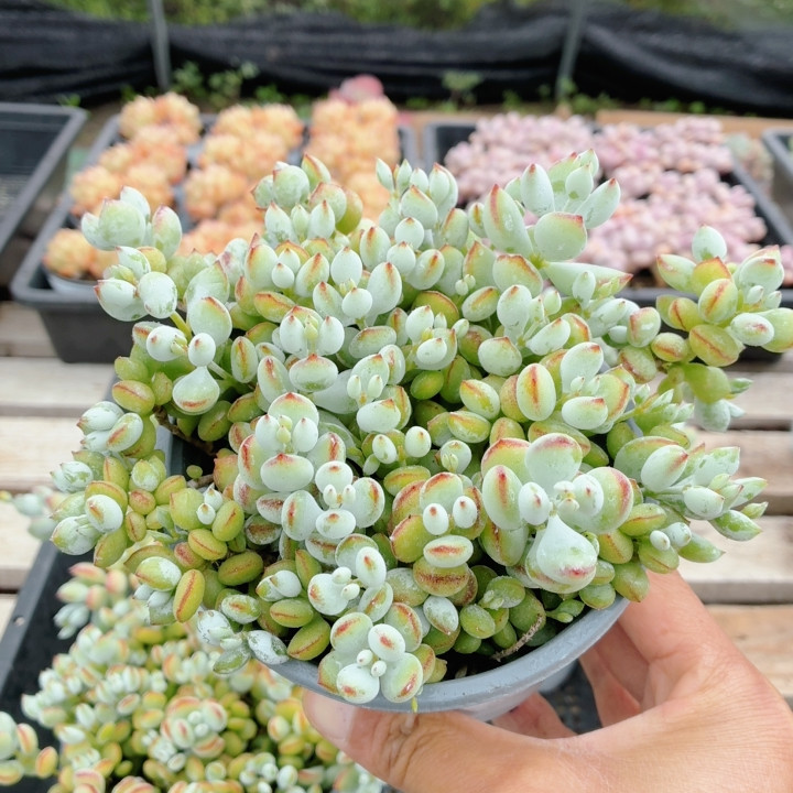 达摩福娘  高颜值多肉植物阳台办公室内花卉绿植小盆栽（20包邮）