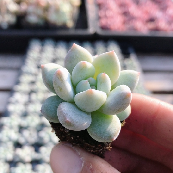 象牙奶  精品多肉植物办公桌面稀有品种好养绿植小盆栽 （20包邮