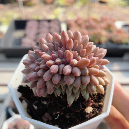 红蜻蜓缀化  多肉植物花卉新手阳台好养精品高颜值小盆栽（20包邮