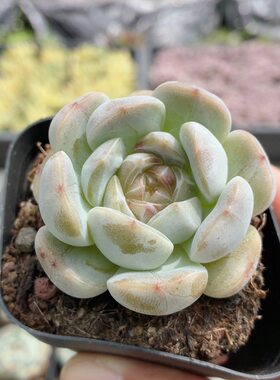 白恋  稀有名贵多肉植物窗台阳台好养高颜值花卉盆栽（20包邮）