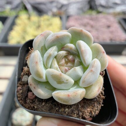 白恋  稀有名贵多肉植物窗台阳台好养高颜值花卉盆栽（20包邮）