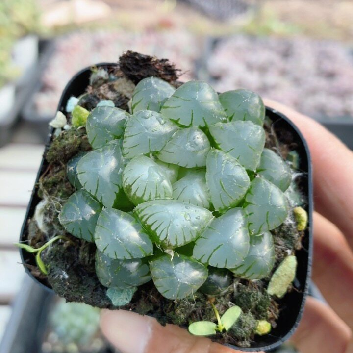 冰灯玉露  稀有名贵多肉植物阳台好养高颜值花卉小盆栽（20包邮）