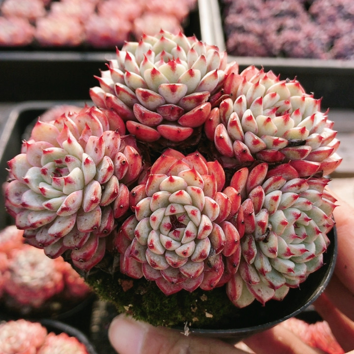 粉姬莲  稀有多肉植物新手阳台好养高颜值花卉绿植盆栽（20包邮）,鲜花速递/花卉仿真/绿植园艺,多肉植物,淘宝优惠券,粉丝福利购,淘宝优惠卷