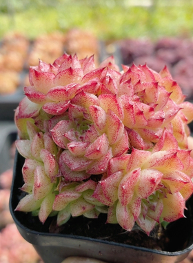 红色麦秆  稀有多肉植物阳台好养绿植花卉高颜值盆栽（20包邮）