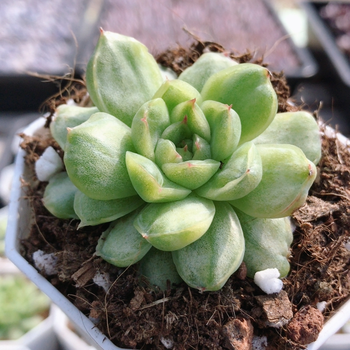 冰天使锦  多肉植物新手好养精品胖嘟嘟肉肉办公室小盆栽（20包邮