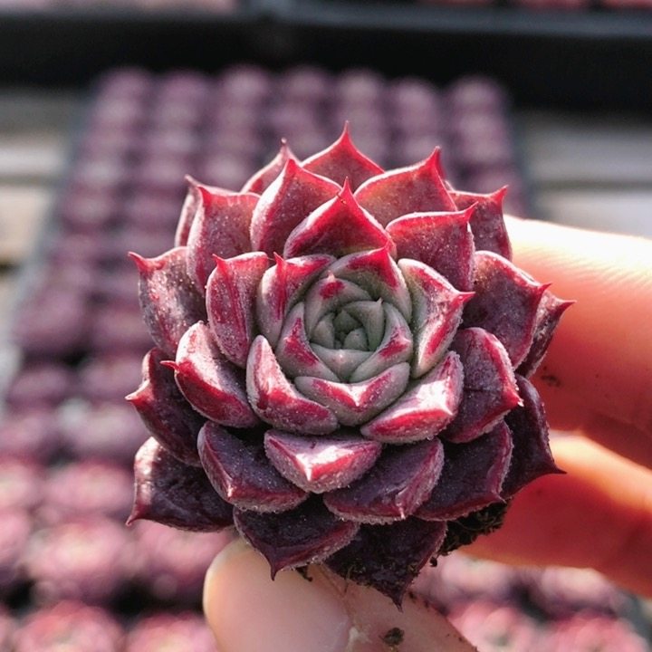 腮红  稀有多肉植物花卉办公室阳台好养精品稀有盆栽（20包邮）,鲜花速递/花卉仿真/绿植园艺,多肉植物,淘宝优惠券,粉丝福利购,淘宝优惠卷