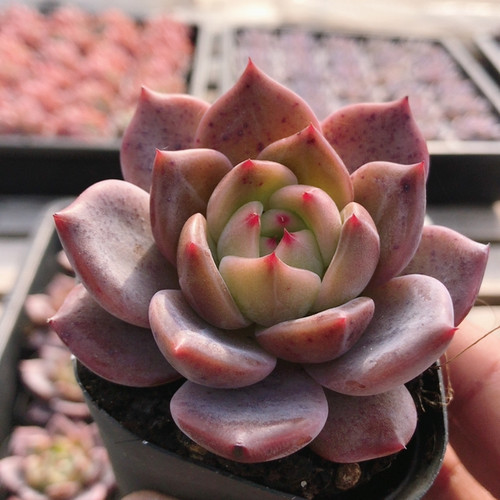 海鸥  稀有多肉植物高颜值阳台好养名贵花卉绿植盆栽（20包邮）