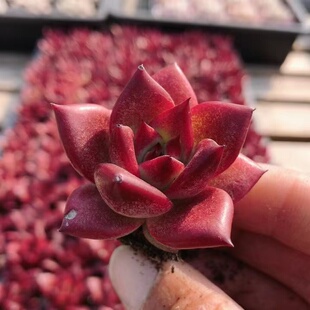 罗宾  精品多肉植物稀有品种阳台窗台好养绿植盆栽 （20包邮）