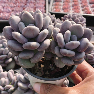 包邮 多肉植物阳台办公室新手好养稀有绿植花卉盆栽 月美人