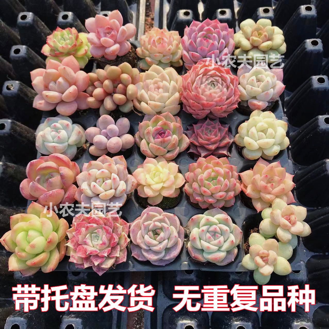 多肉植物组合套餐室内阳台窗台可爱好养稀有名贵高颜值花卉小盆栽