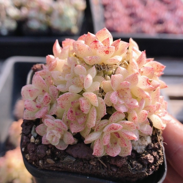 黄色麦秆  精品多肉植物稀有品种多肉新手花卉盆栽创意（20包邮）