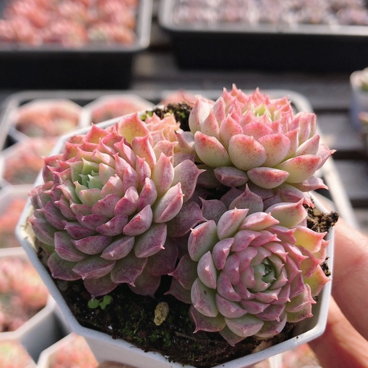 群生朱砂痣  可爱精品多肉植物小盆栽好养活高颜值绿植（20包邮）