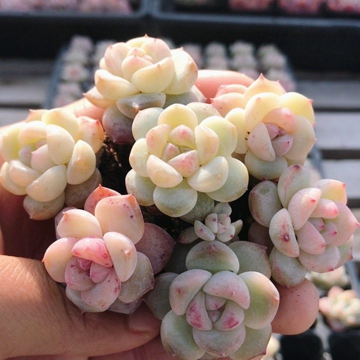 草莓波波  多肉植物阳台好养高颜值精品稀有花卉植物盆栽（20包邮,鲜花速递/花卉仿真/绿植园艺,多肉植物,淘宝优惠券,粉丝福利购,淘宝优惠卷