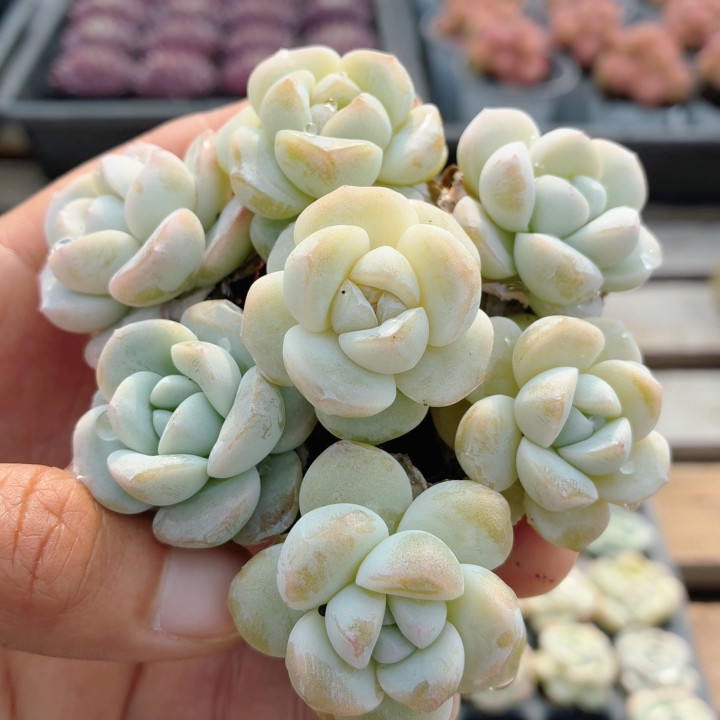 冰玉杂  稀有多肉植物名贵阳台办公室内好养花卉绿植盆栽（20包邮,鲜花速递/花卉仿真/绿植园艺,多肉植物,淘宝优惠券,粉丝福利购,淘宝优惠卷