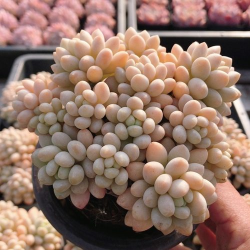 洛可可  多肉植物阳台办公室内新手好养花卉小盆栽高颜值（20包邮