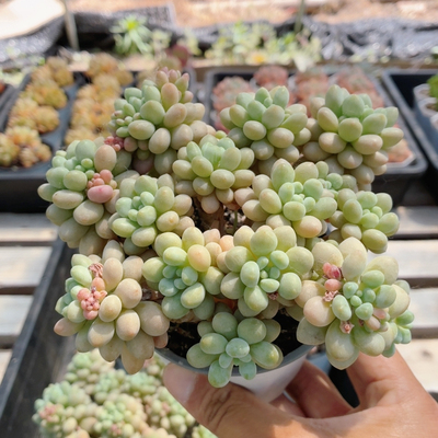 洛可可  名贵多肉植物阳台好养高颜值稀有花卉植物盆栽（20包邮