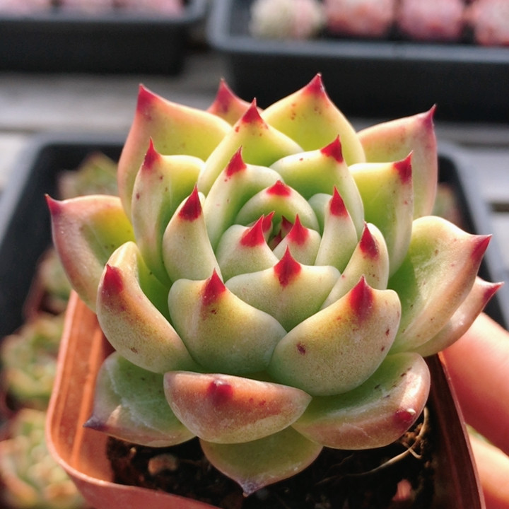 蓝龙  多肉植物稀有迷你小盆栽室内阳台好养易活高颜值（20包邮）,鲜花速递/花卉仿真/绿植园艺,多肉植物,淘宝优惠券,粉丝福利购,淘宝优惠卷