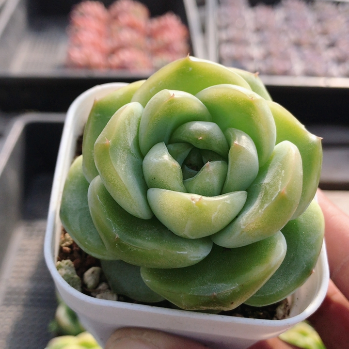 翡翠珍妮  精品多肉植物办公室内好养盆栽阳台花卉小盆栽（20包邮