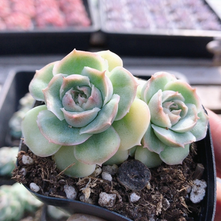 双头水晶虾饺  多肉植物好养室内肉肉稀有品种绿植小盆栽（20包邮