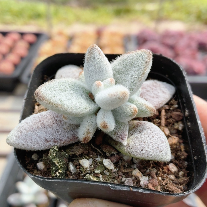 福兔  稀有名贵多肉植物盆栽多肉盆栽好养花卉高颜值（20包邮）