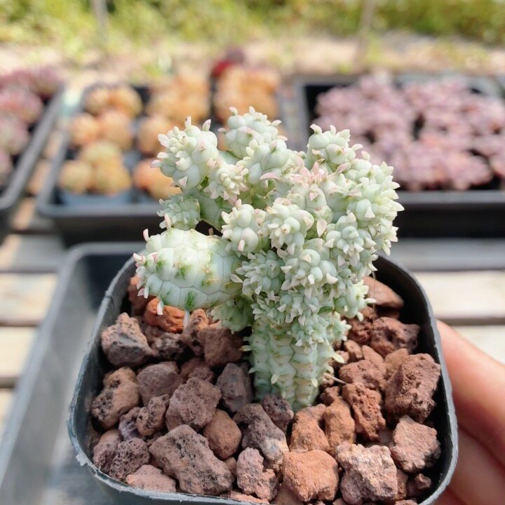 白桦麒麟 稀有多肉植物名贵阳台办公室好养绿植花卉盆栽(20包邮
