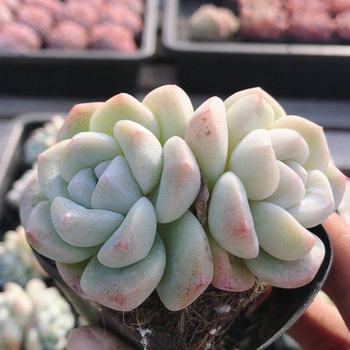 白底冰玉  精品多肉植物办公室内阳台好养绿植花卉盆栽（20包邮）,鲜花速递/花卉仿真/绿植园艺,多肉植物,淘宝优惠券,粉丝福利购,淘宝优惠卷