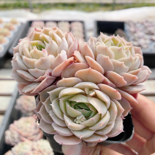 昂斯诺 包邮 稀有多肉植物阳台办公室内好养小盆栽绿植花卉