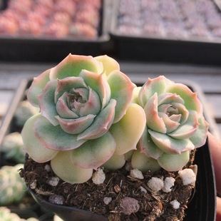 包邮 多肉植物阳台好养高颜值稀有绿植小盆栽 双头水晶虾饺