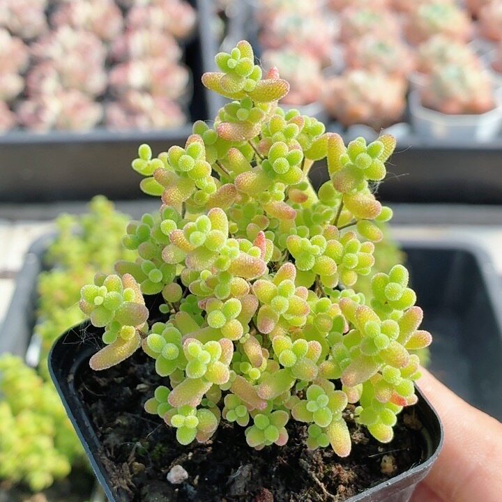 蜜橘枝干番杏  稀有多肉植物高颜值阳台好养花卉小盆栽（20包邮）