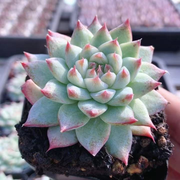 白吉  多肉植物盆栽室内阳台窗台可爱好养名贵萌肉肉（20包邮）