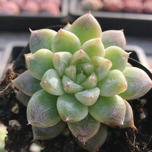 包邮 好养稀有多肉植物阳台窗台美观可爱绿植花卉盆栽 七喜