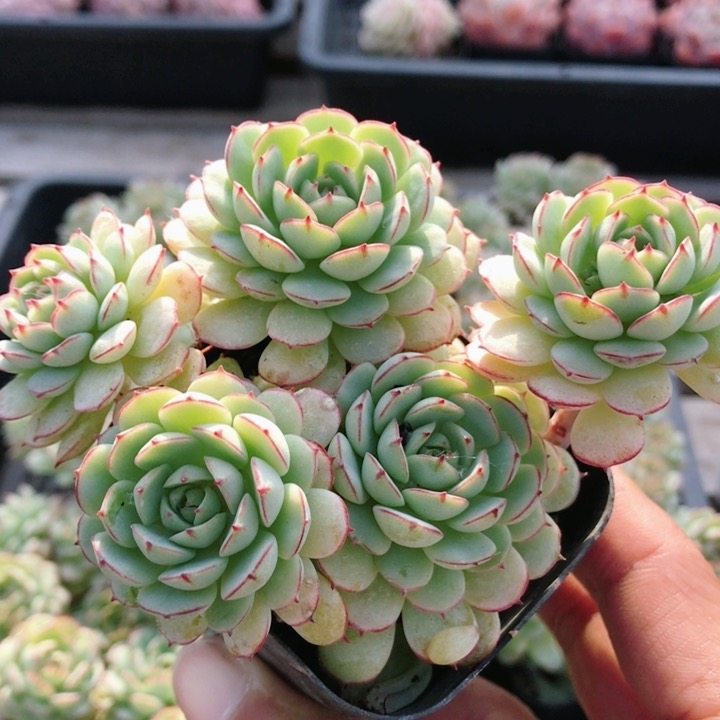 小红船  多肉植物稀有品种阳台高颜值好养植物花卉盆栽（20包邮）,鲜花速递/花卉仿真/绿植园艺,多肉植物,淘宝优惠券,粉丝福利购,淘宝优惠卷