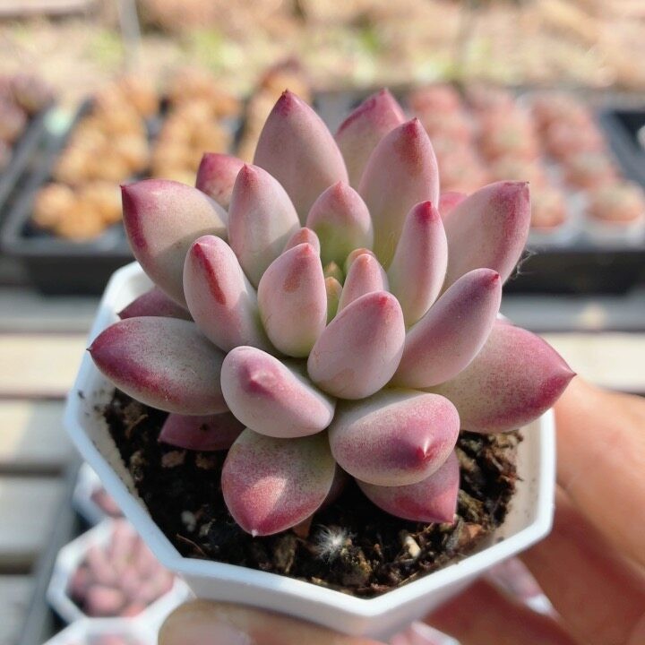 金鱼姬  好养多肉植物阳台绿植花卉迷你小盆栽高颜值（20包邮）图片