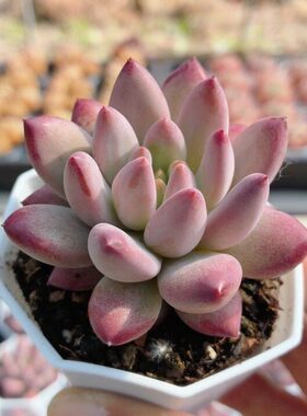 金鱼姬  好养多肉植物阳台绿植花卉迷你小盆栽高颜值（20包邮）