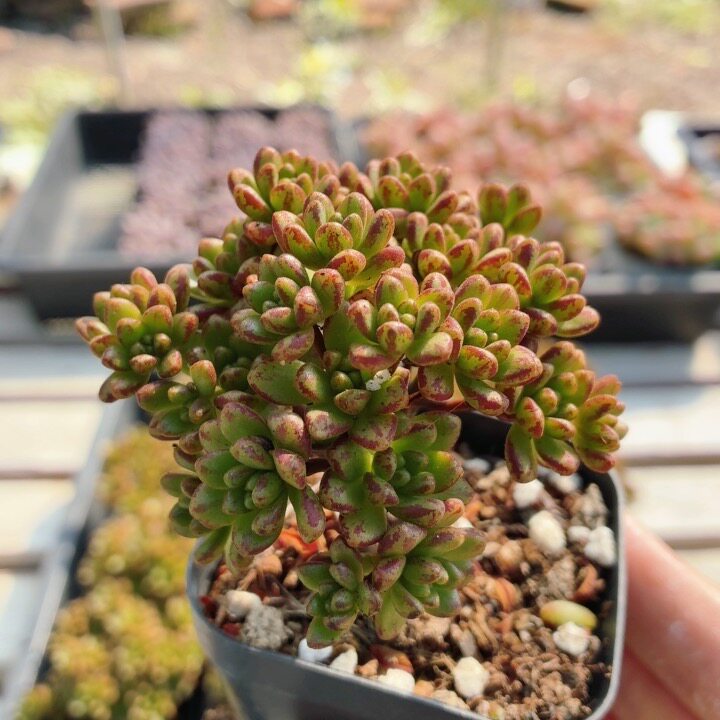 小人祭  稀有名贵多肉植物阳台办公室新手好养花卉盆栽（20包邮）