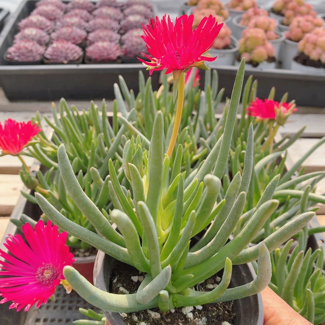 奔龙  贵货稀有多肉植物办公室内好养花卉绿植小盆栽（20包邮）,鲜花速递/花卉仿真/绿植园艺,多肉植物,淘宝优惠券,粉丝福利购,淘宝优惠卷