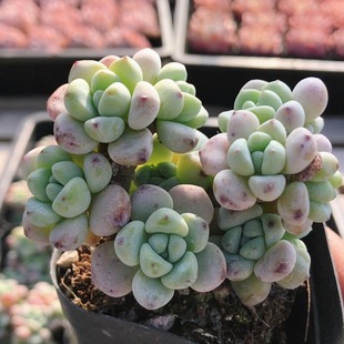 劳尔  多肉植物阳台办公好养易活稀有名贵高颜值小盆栽（20包邮）