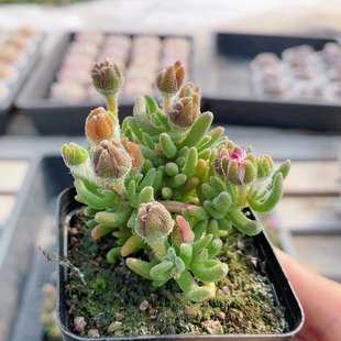 狐尾枝干 包邮 稀有名贵多肉植物阳台好养高颜值花卉盆栽