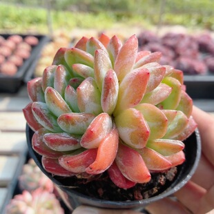 全明星 多肉植物窗台好养精品迷你罕见小盆栽高颜值(20包邮)