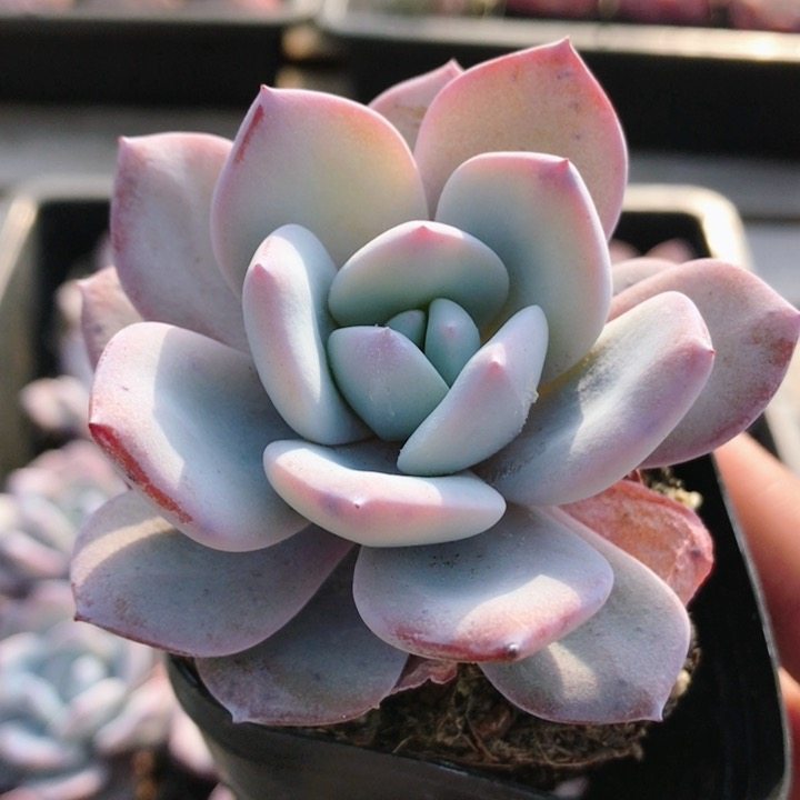 奶茶  稀有多肉植物盆栽阳台窗台好养名贵高颜值花卉绿植（20包邮,鲜花速递/花卉仿真/绿植园艺,多肉植物,淘宝优惠券,粉丝福利购,淘宝优惠卷