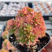 包邮 稀有多肉植物绿植阳台精品高颜值迷你小盆栽 小人祭锦