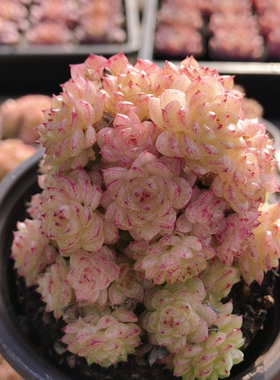 香特麦秆  多肉植物稀有品种阳台好养绿植花卉精品小盆栽（20包邮