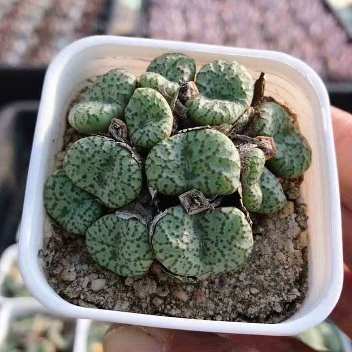 清姬  多肉植物办公室内好养花卉小盆栽可爱阳台萌肉肉（20包邮）