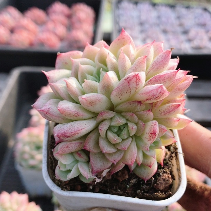 巧乐兹  多肉植物阳台好养易活高颜值名贵稀有绿植小盆栽（20包邮