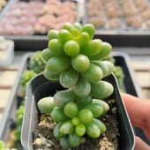 包邮 稀有品种精品多肉植物盆栽可爱好养名贵高颜值 绿龟卵