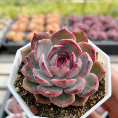 蓝莓  名贵多肉植物阳台好养高颜值稀有绿植花卉盆栽（20包邮）